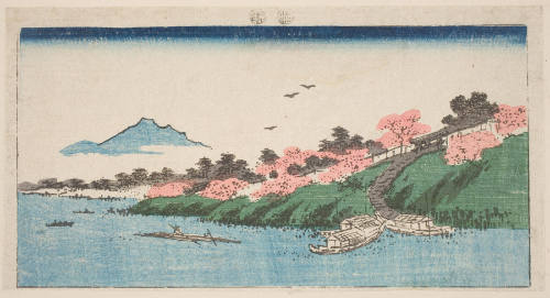 Cherry Trees In Bloom On The Bank Of The Tonegawa