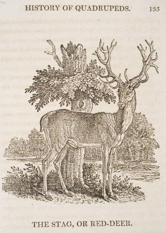 The Stag or Red Deer