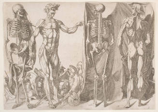 Skeletons and Écorchés