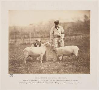 Mouton South-Down (Men with Sheep)