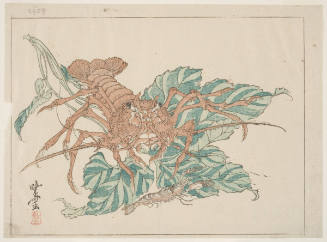 A Lobster, A Shrimp, And A Plant With Large Leaves