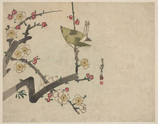 Japanese Bush Warbler (uguisu) and Plum Blossoms