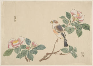 Camellia Blossoms And A Java Sparrow