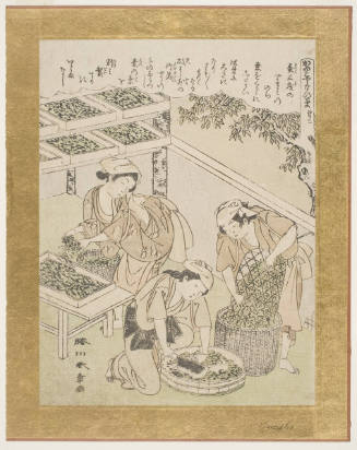 Women Cutting up Mulberry Leaves and Feeding the Young Silkworms