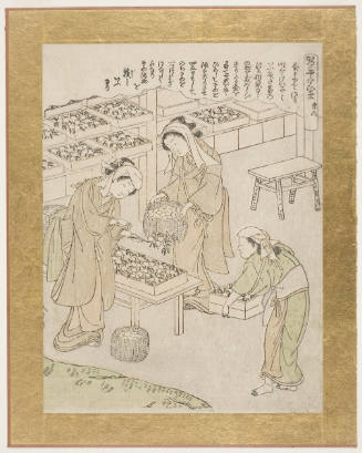Women Arranging the Cocoons Upon Trays