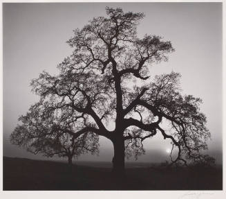 Oak Tree, Sunset City, Sierra Foothills, California