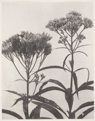 Eupatorium purpureum, var. maculatum. Joe-Pye-weed, Trumpet-weed, Purple Boneset