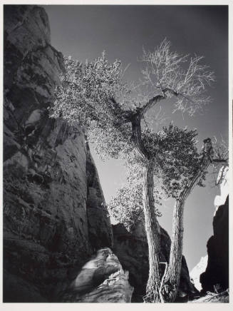 Untitled (tree and cliff)