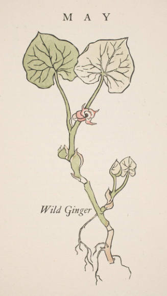 May: Wild Ginger