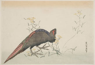Mustard Flowers and a Copper Pheasant