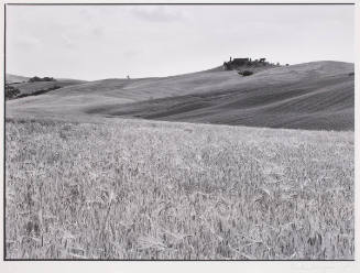 Wheat Field, Tuscany