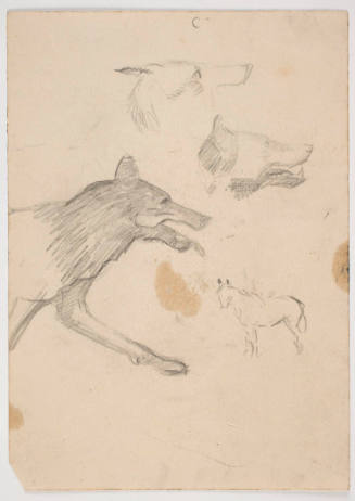 Untitled  (sheet of wolf and horse studies)
