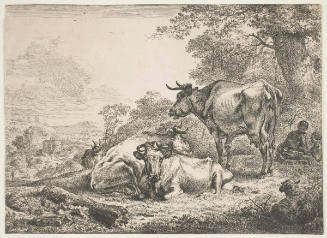 Restings Cows