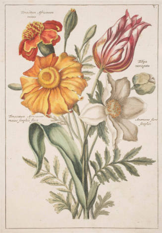 Botanical Print