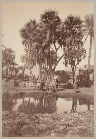Palm Oasis, Luxor