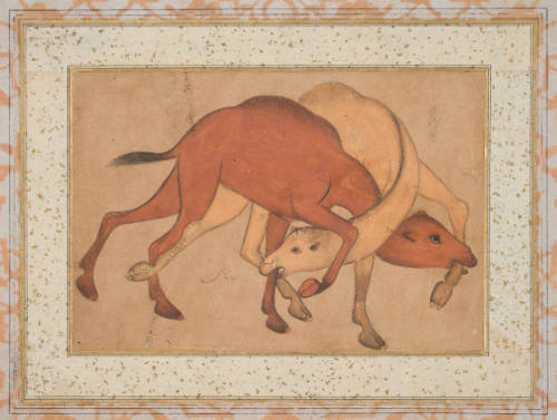 Two camels fighting