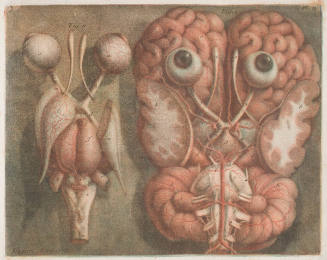 An Anatomical Exposition on the Organs, Senses and Neurology of the Human Body (Exposition anatomique des organes des sens, joints a la neurologie entiere du corps humain)