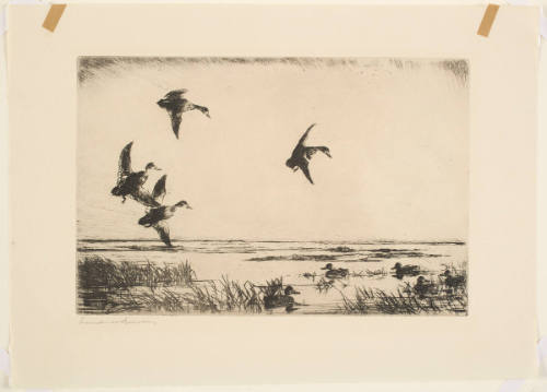 Untitled (Five Mallards in Marsh, Four Landing)