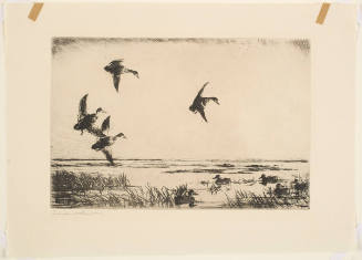 Untitled (Five Mallards in Marsh, Four Landing)
