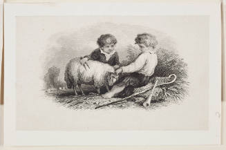 Boys Shearing Sheep