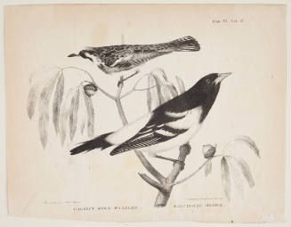 Chestnut Sided Warbler and Baltimore Oriole