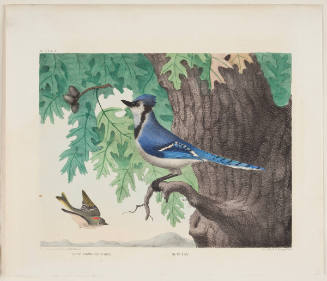 Ruby-Crowned Wren and the Blue Jay