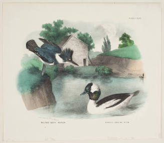 Belted King Fisher and the Buffel Headed Duck