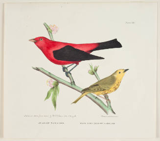 Scarlet Tanager and Blue Eyed Yellow Warbler