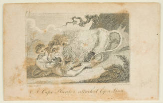 A Cape Planter Attacked by a Lion