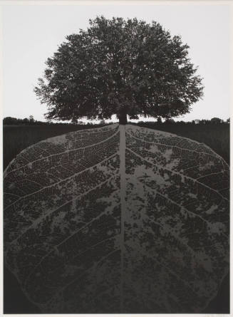 Untitled (tree with leaf root)