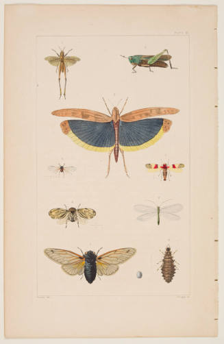 Winged Insects