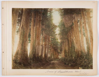 Avenue of (unclear - Cedar) Trees, Nikko
