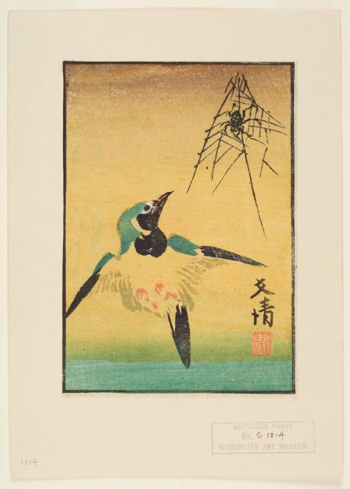 A Spider in its Web and a Java Sparrow (Buncho) in Flight