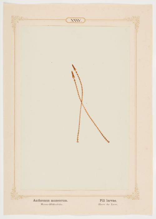 Anthrenus museorum. Pili larvae. (Two posterior hairs from larva of museum beetle)