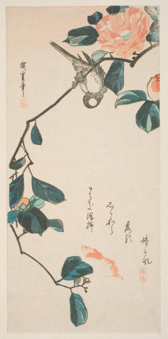 Pink Camellia Blossoms And Oriental Bullfinch