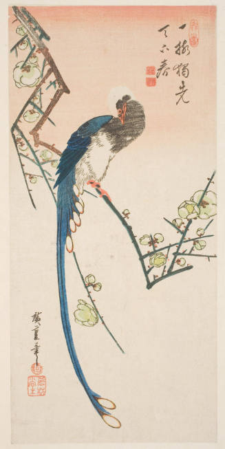 Plum Blossoms and Eastern Blue Magpie