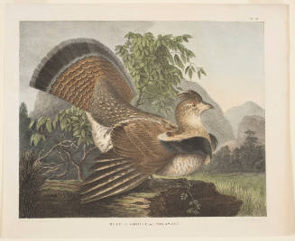 Ruffed Grouse, or Pheasant