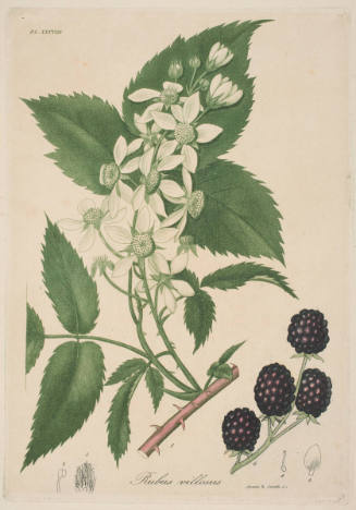 Rubus Villosus (Wild Raspberry)