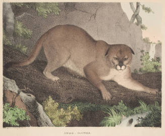 Cougar or Panther