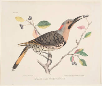 Flicker, or Golden-Winged Woodpecker