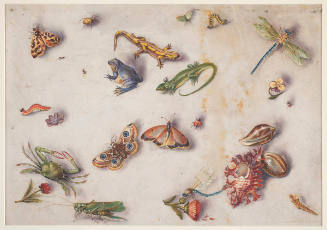 Insect, Reptiles, Flowers, and Shells